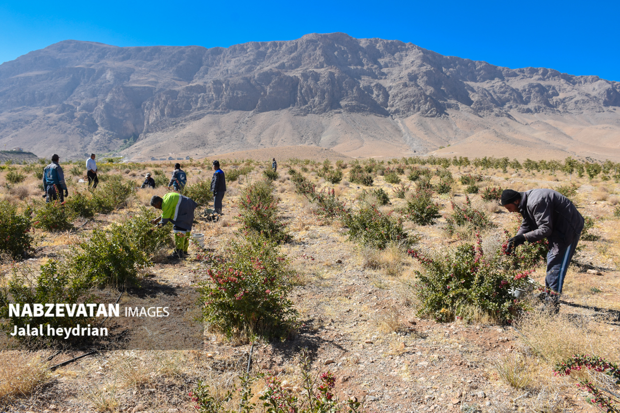برداشت یاقوت سرخ از مزرعه باغ فدک منطقه نمونه گردشگری آبشار شاهلولاک