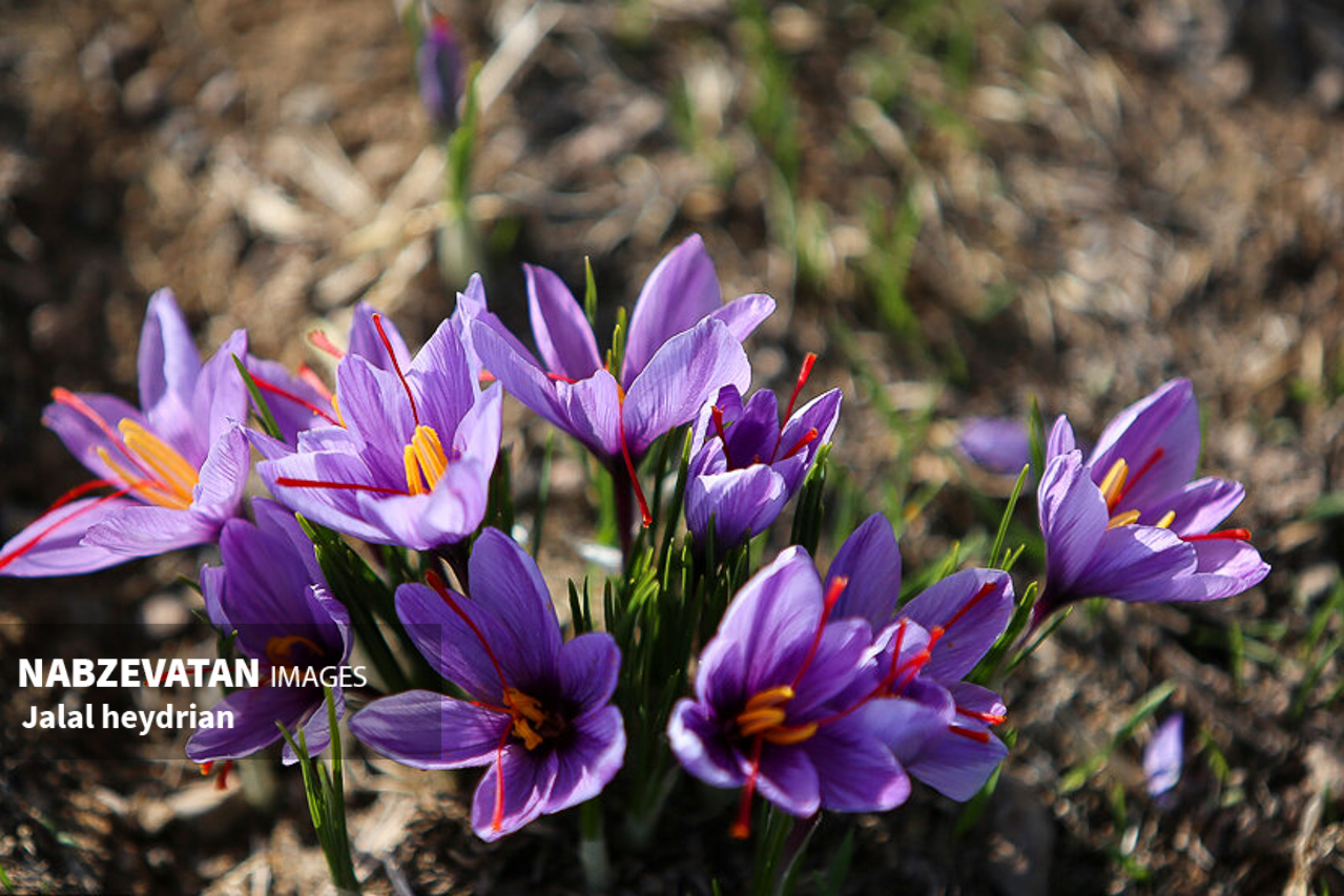برداشت طلای سرخ از مزرعه باغ فدک منطقه نمونه گردشگری آبشار شاهلولاک